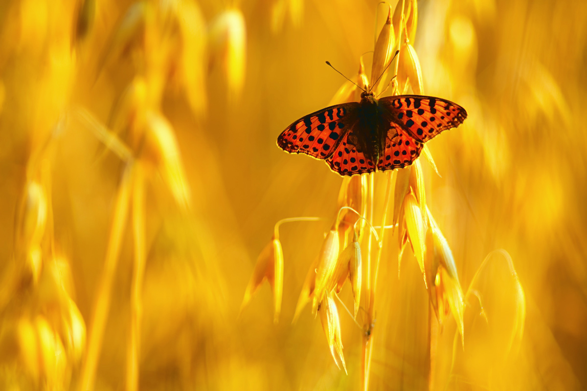 1-tägiger Naturfotoworkshop